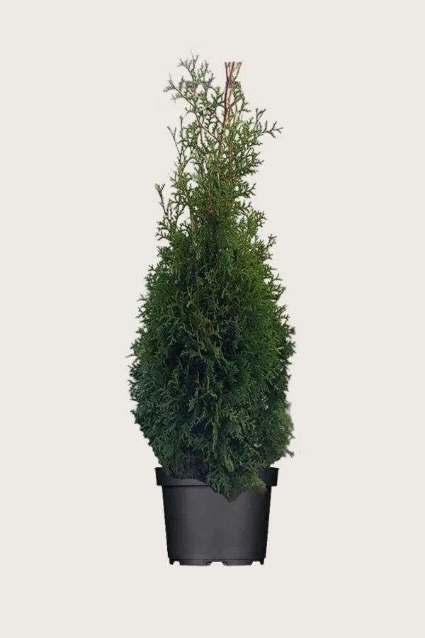 Tuja King of Brabant 250cm Outlet | Plantinavia