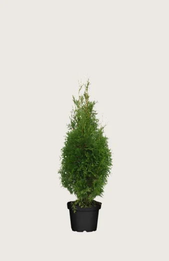 Tuja King of Brabant 40cm Outlet | Plantinavia