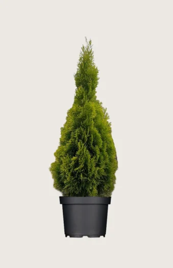 Tuja King of Brabant 175cm Velgrenet | Plantinavia