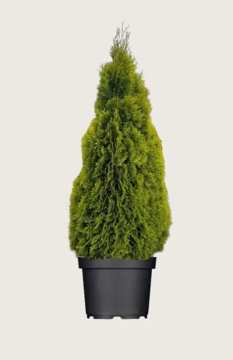 Tuja King of Brabant 200cm Velgrenet | Plantinavia