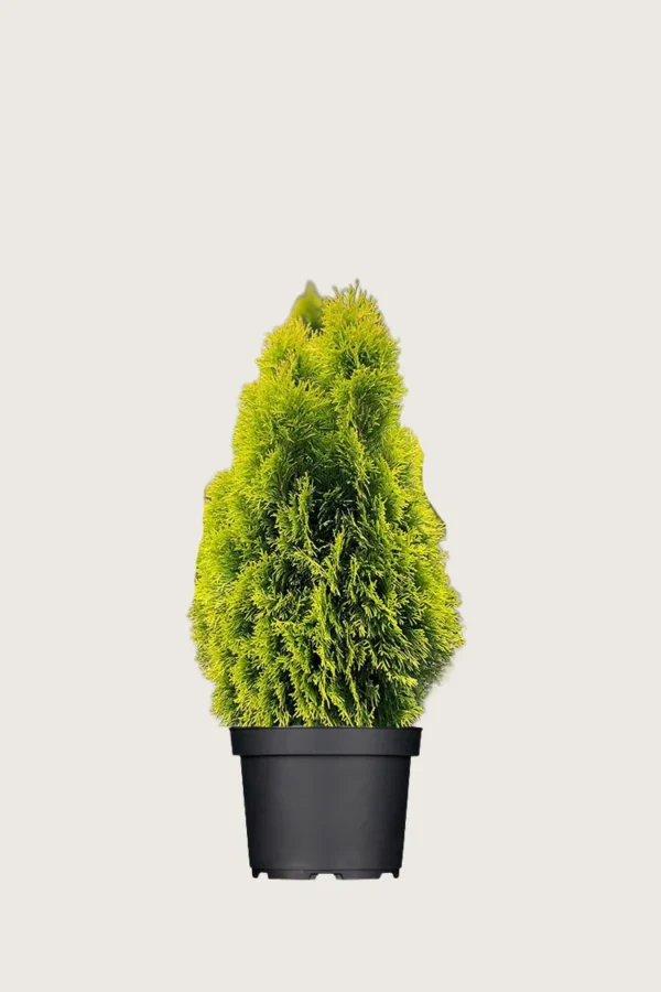 Tuja King of Brabant 60cm Velgrenet | Plantinavia