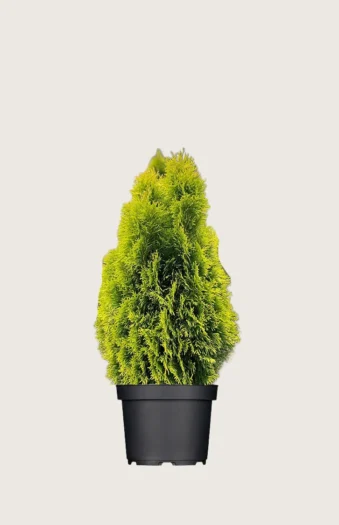 Tuja King of Brabant 80cm Velgrenet | Plantinavia