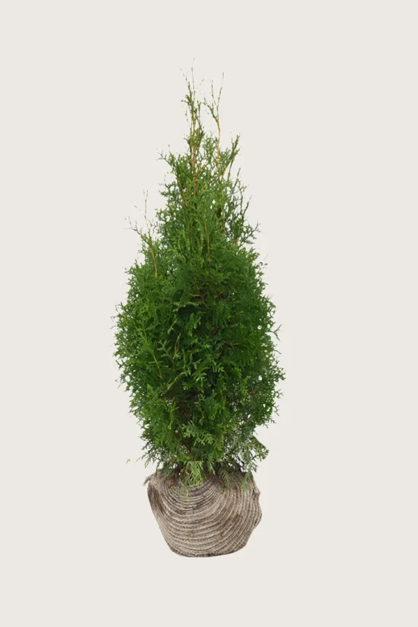 Tuja King of Brabant 125cm Grenet | Plantinavia