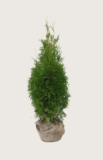 Tuja King of Brabant 150cm Grenet | Plantinavia