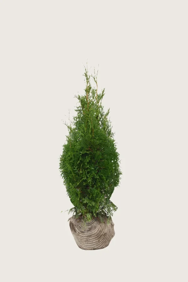 Tuja King of Brabant 60cm Grenet | Plantinavia