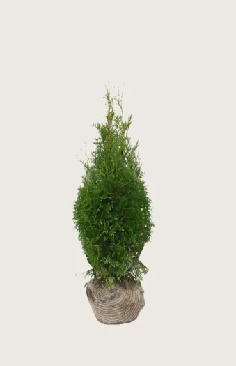 Tuja King of Brabant 80cm Grenet | Plantinavia