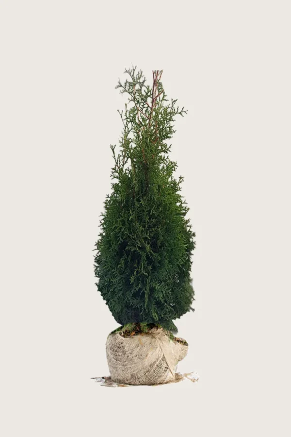 Tuja King of Brabant 150cm Outlet | Plantinavia