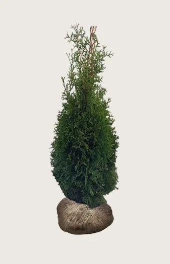 Tuja King of Brabant 250cm Outlet | Plantinavia