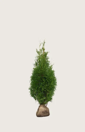 Tuja King of Brabant 40cm Outlet | Plantinavia