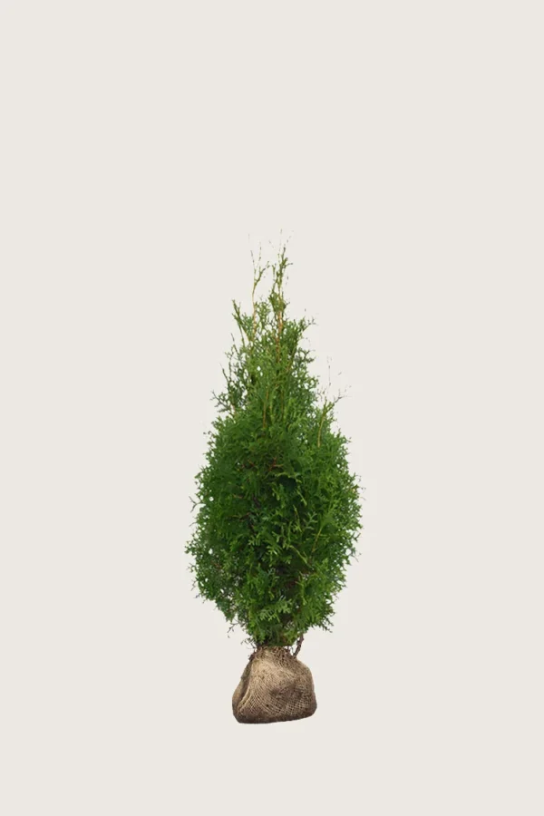 Tuja King of Brabant 80cm Outlet | Plantinavia