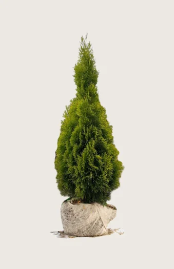 Tuja King of Brabant 125cm Velgrenet | Plantinavia
