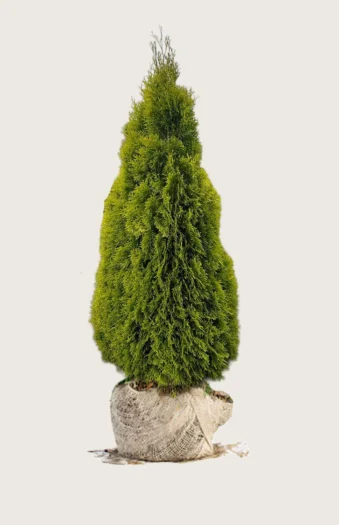Tuja King of Brabant 300cm Velgrenet | Plantinavia