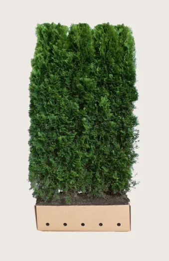 Tuja Smaragd 200cm Velgrenet | Plantinavia