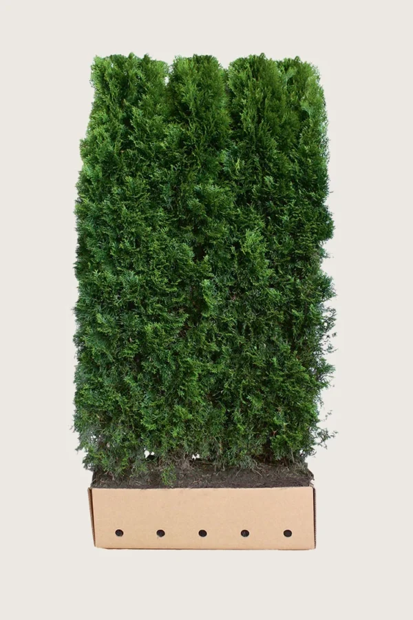 Tuja Smaragd 200cm Velgrenet | Plantinavia