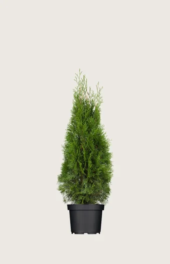 Tuja Smaragd 60cm Grenet | Plantinavia