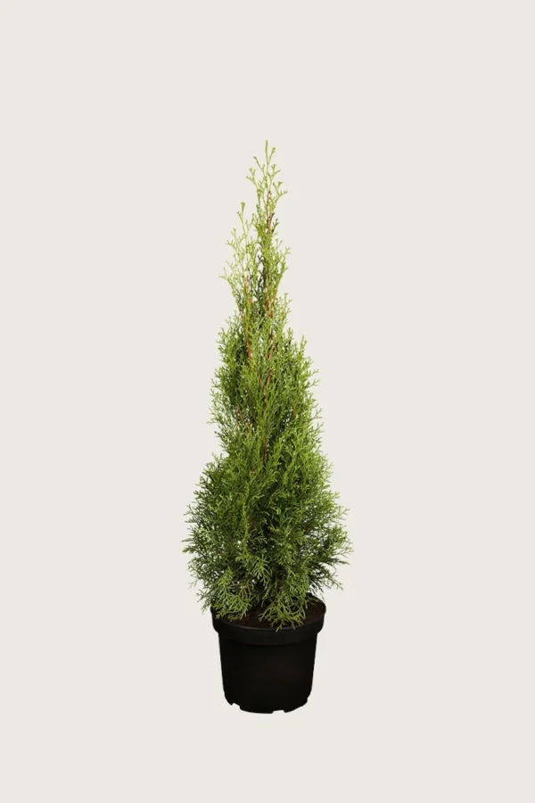 Tuja Smaragd 100cm Outlet | Plantinavia