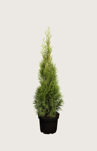 Tuja Smaragd 125cm Outlet | Plantinavia