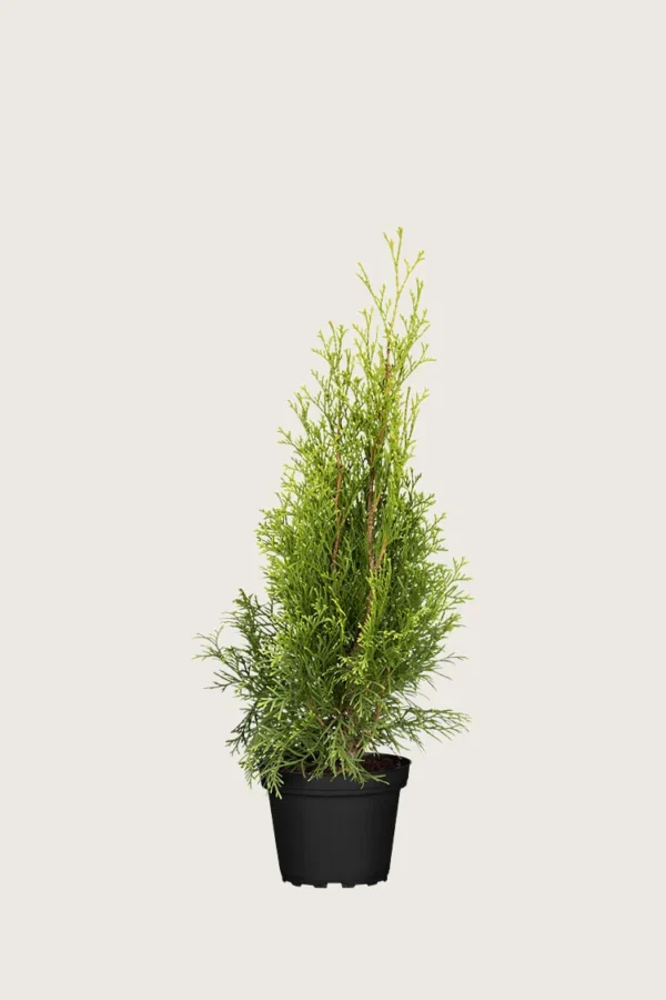 Tuja Smaragd 40cm Outlet | Plantinavia
