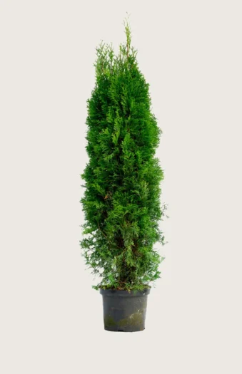 Tuja Smaragd 250cm Velgrenet | Plantinavia