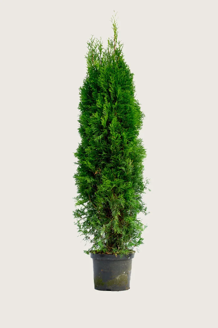 Tuja Smaragd 250cm Velgrenet | Plantinavia