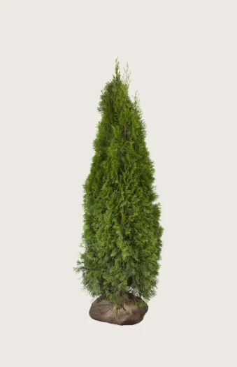 Tuja Smaragd 100cm Grenet | Plantinavia