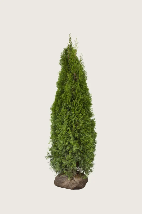 Tuja Smaragd 100cm Grenet | Plantinavia