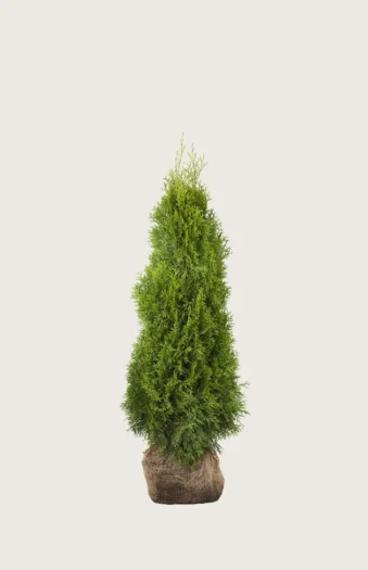 Tuja Smaragd 40cm Grenet | Plantinavia