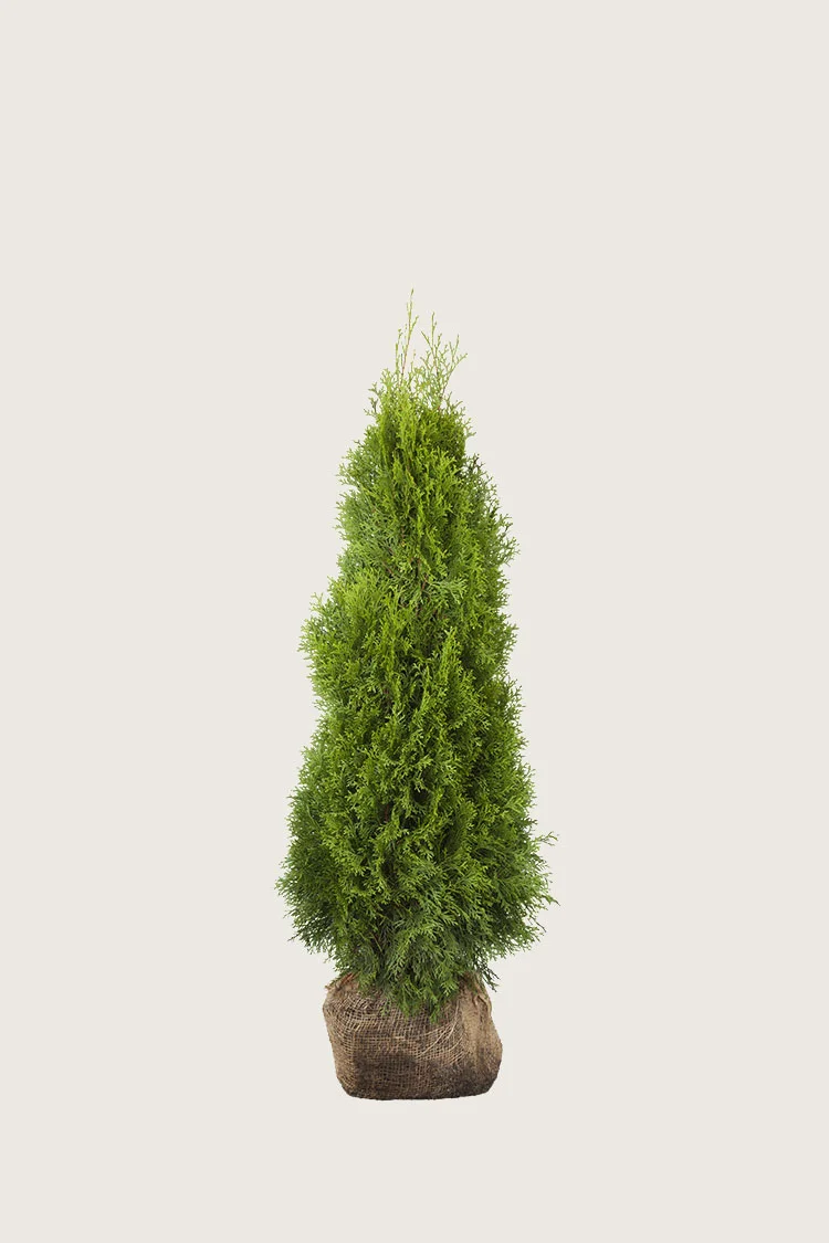 Tuja Smaragd 40cm Grenet | Plantinavia