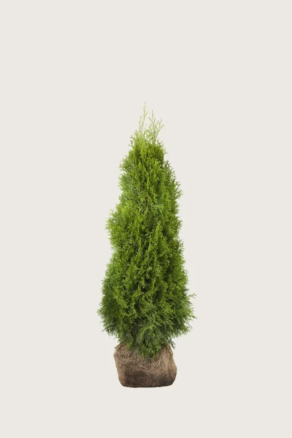 Tuja Smaragd 60cm Grenet | Plantinavia