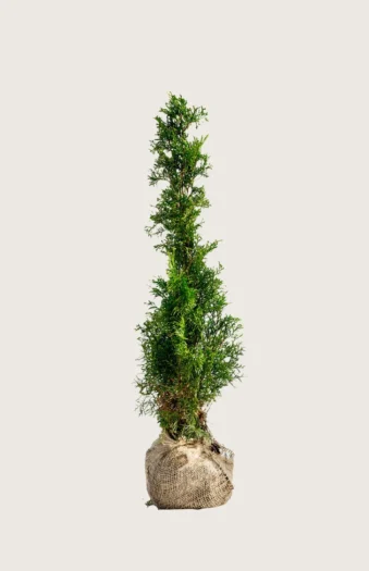Tuja Smaragd 175cm Outlet | Plantinavia