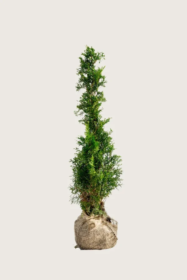 Tuja Smaragd 175cm Outlet | Plantinavia