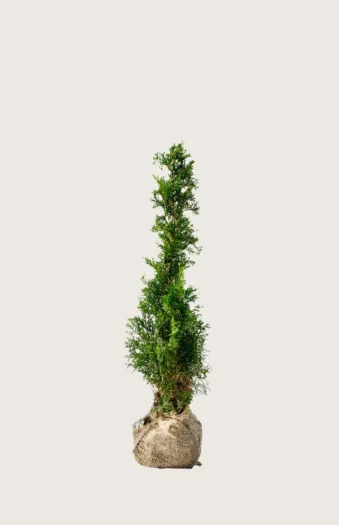 Tuja Smaragd 60cm Outlet | Plantinavia