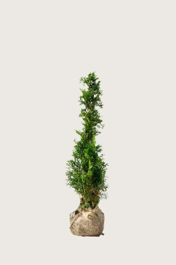 Tuja Smaragd 60cm Outlet | Plantinavia