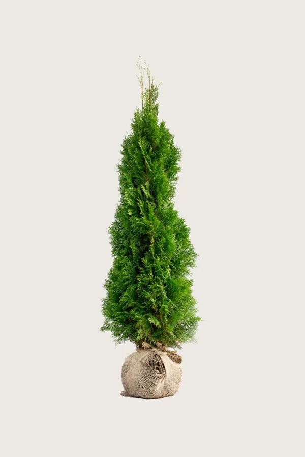 Tuja Smaragd 125cm Velgrenet | Plantinavia