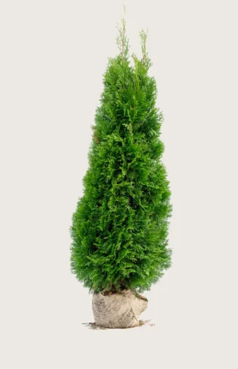 Tuja Smaragd 250cm Velgrenet | Plantinavia