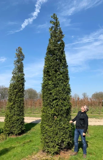Tuja Smaragd 300cm Velgrenet | Plantinavia