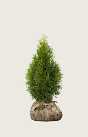 Tuja Smaragd 80cm Velgrenet | Plantinavia
