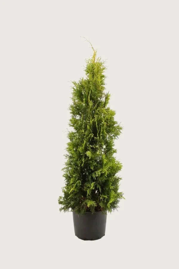 Tuja Yellow Ribbon 150cm Velgrenet | Plantinavia
