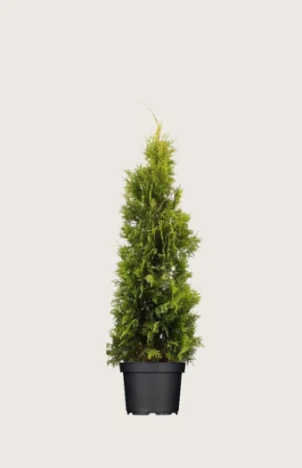 Tuja Yellow Ribbon 80cm Velgrenet | Plantinavia