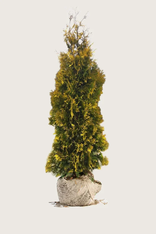 Tuja Yellow Ribbon 300cm Velgrenet | Plantinavia