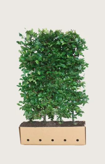 Vanlig bøk 120cm Velgrenet | Plantinavia