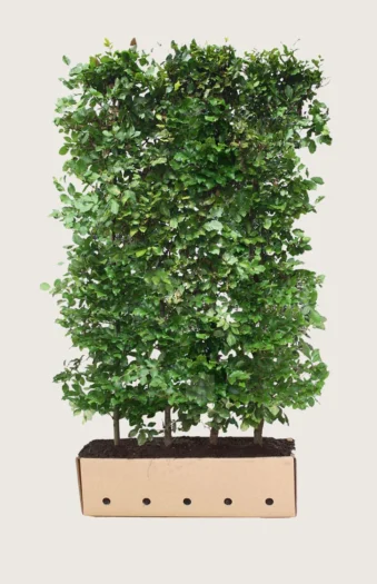 Vanlig bøk 200cm Velgrenet | Plantinavia