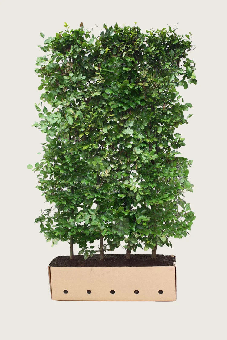 Vanlig bøk 200cm Velgrenet | Plantinavia