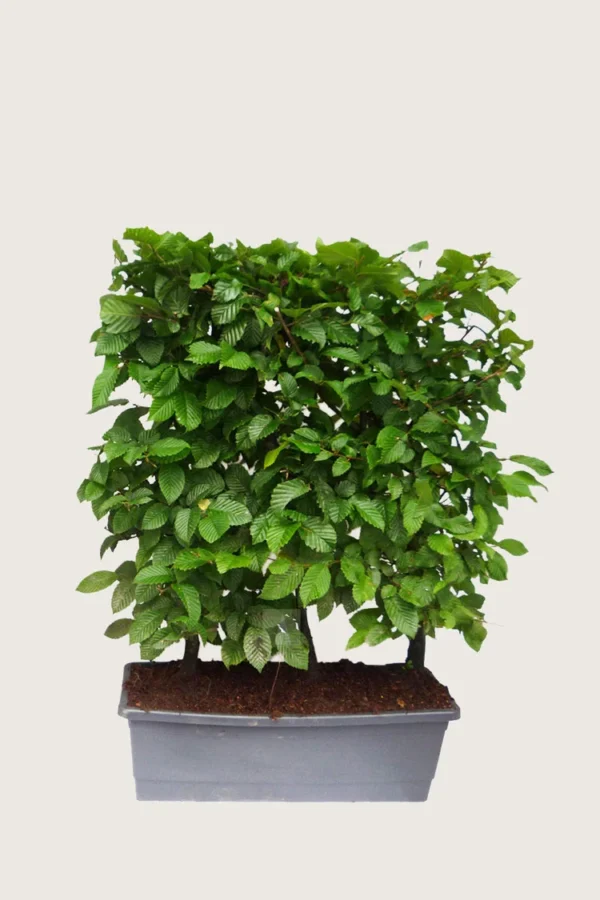 Vanlig bøk 80cm Velgrenet | Plantinavia