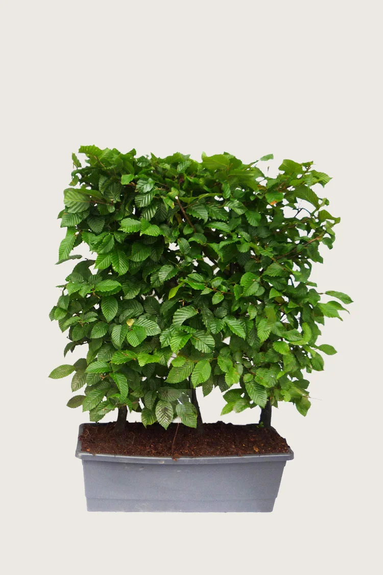 Vanlig bøk 80cm Velgrenet | Plantinavia