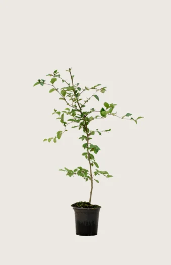 Vanlig bøk | Plantinavia