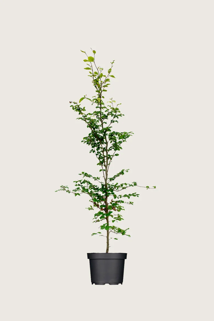 Vanlig bøk 125cm Grenet | Plantinavia