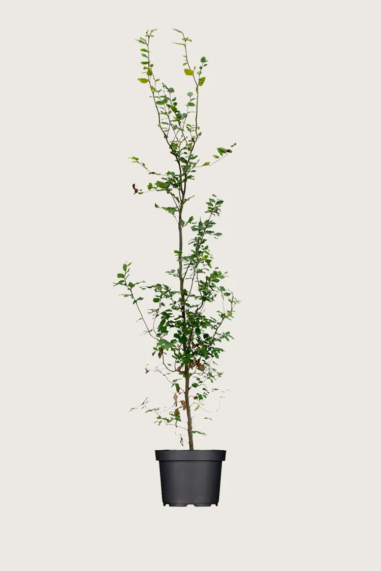 Vanlig bøk 250cm Grenet | Plantinavia