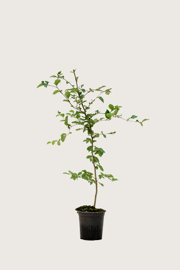 Vanlig bøk 40cm Grenet | Plantinavia