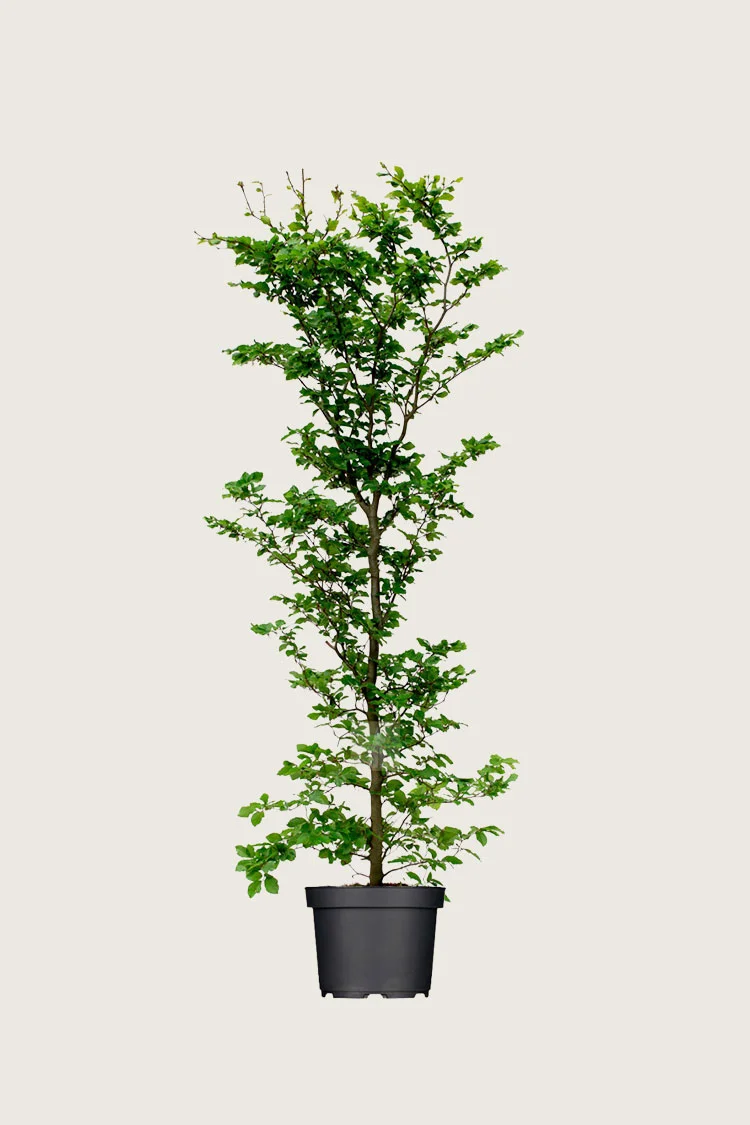 Vanlig bøk 150cm Velgrenet | Plantinavia